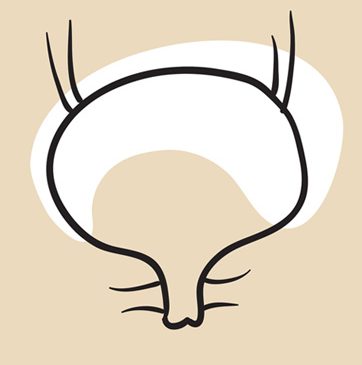 Illustration of bladder